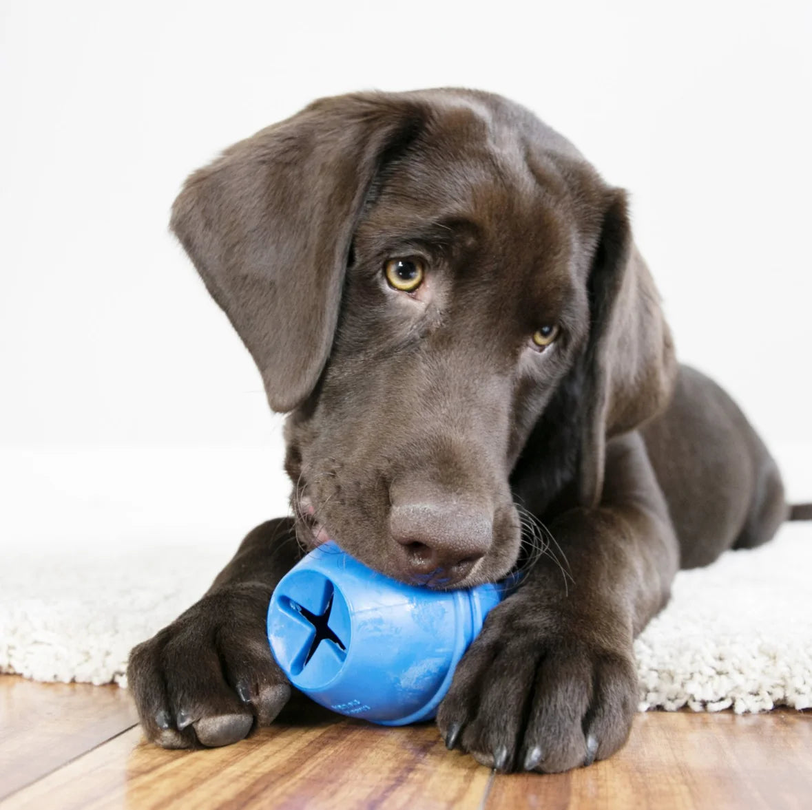 Giocattolo per cani KONG Genius Leo Taglia L, il colore varia.