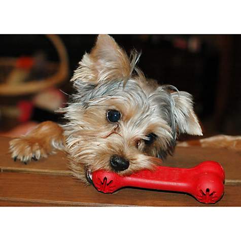S-size Kong Classic Goodie Bone Dog Toy - Dog Toys